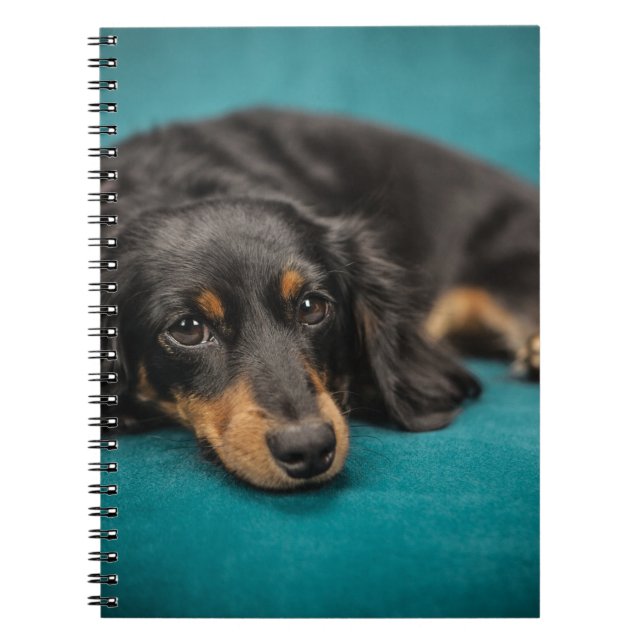Söt Dachshund som ligger ner Anteckningsbok Med Spiral (Framsidan)
