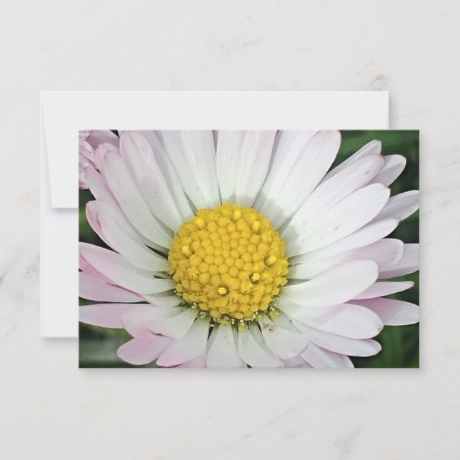 Söt daisy (Framsida)
