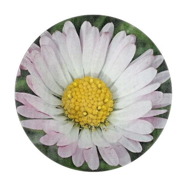 Söt daisy (Framsidan)