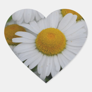 Söt Daisy Hjärtformat Klistermärke