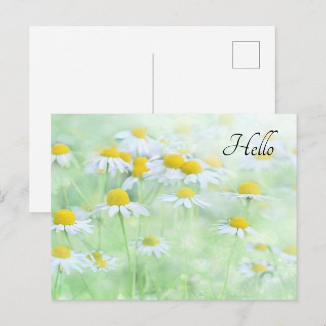 Söt Daisy i ett Fält-foto Vykort (Fram/baksida)