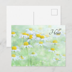 Söt Daisy i ett Fält-foto Vykort