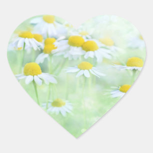 SÖT DAISY i FÄLT Hjärtformat Klistermärke