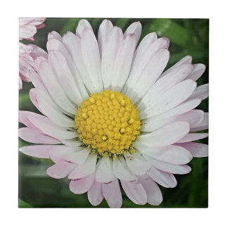 Söt daisy kakelplatta