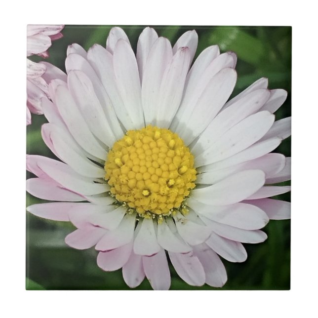 Söt daisy kakelplatta (Framsidan)