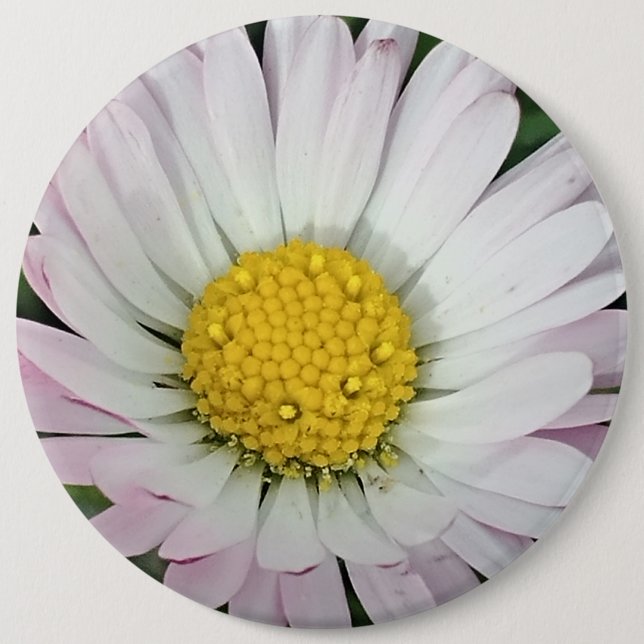 Söt daisy knapp (Framsida)