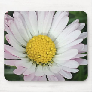 Söt daisy musmatta