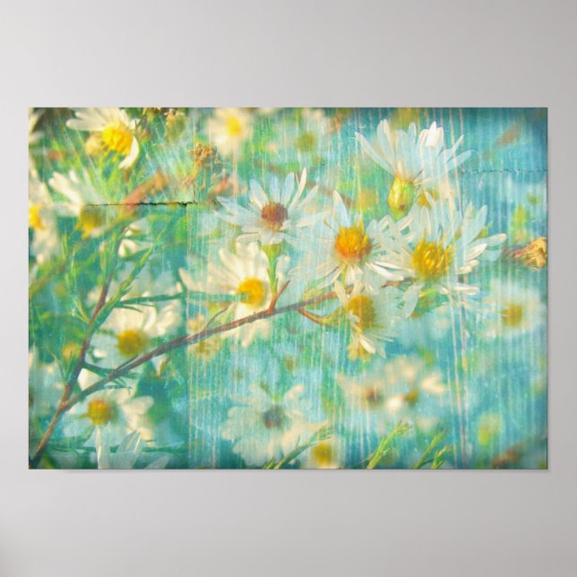 Söt Daisy Poster (Framsidan)