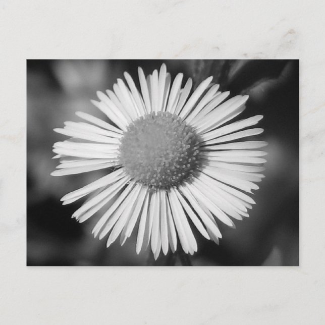 Söt Daisy Vykort (Framsida)