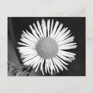 Söt Daisy Vykort
