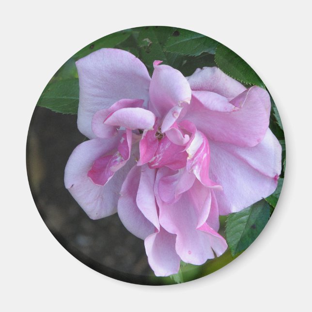 Söt Dam 092 Magnet (Framsidan)