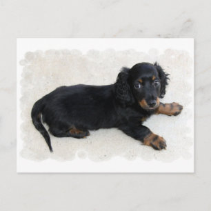 Söt Daschund vykort