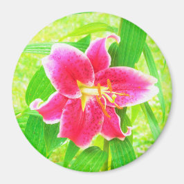Söt Deep Rosa Stargazer Lily on Lime Green Magnet