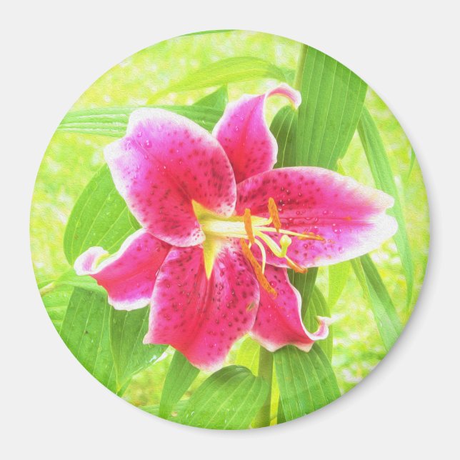 Söt Deep Rosa Stargazer Lily on Lime Green Magnet (Framsidan)