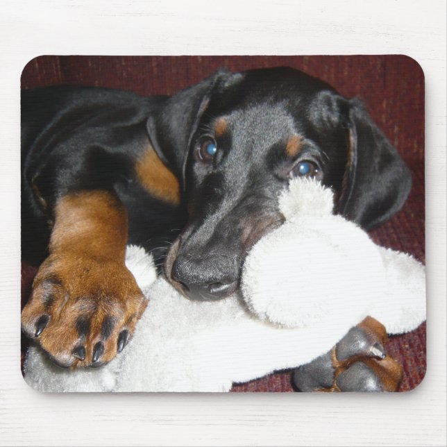 Söt Dobermann-valp Musmatt Musmatta (Framsidan)