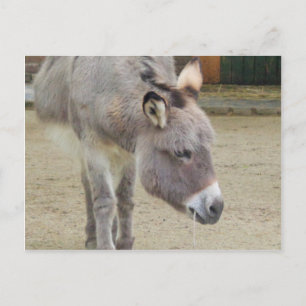 Söt Donkey, Animal Grått, Horse Family Vykort