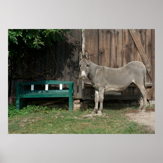 Söt Donkey i trädgården Poster (Framsidan)