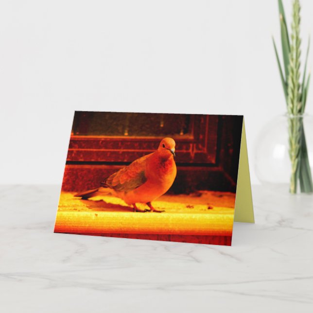 Söt Dove Kort (Framsida)