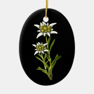 Söt Edelweiss ornament