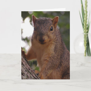 Söt Ekorre Närbild Naturfotografi Kort