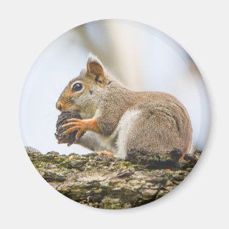 Söt ekorre skogslevande djur natur magnet
