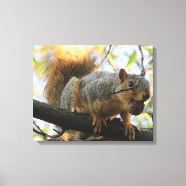 Söt ekorre som håller en nöt Fotografering Canvas  (Framsida)