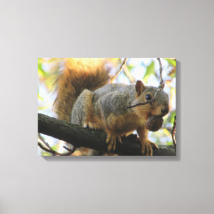 Söt ekorre som håller en nöt Fotografering Canvas