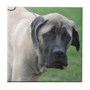 Söt engelsk Mastiff Kakelplatta