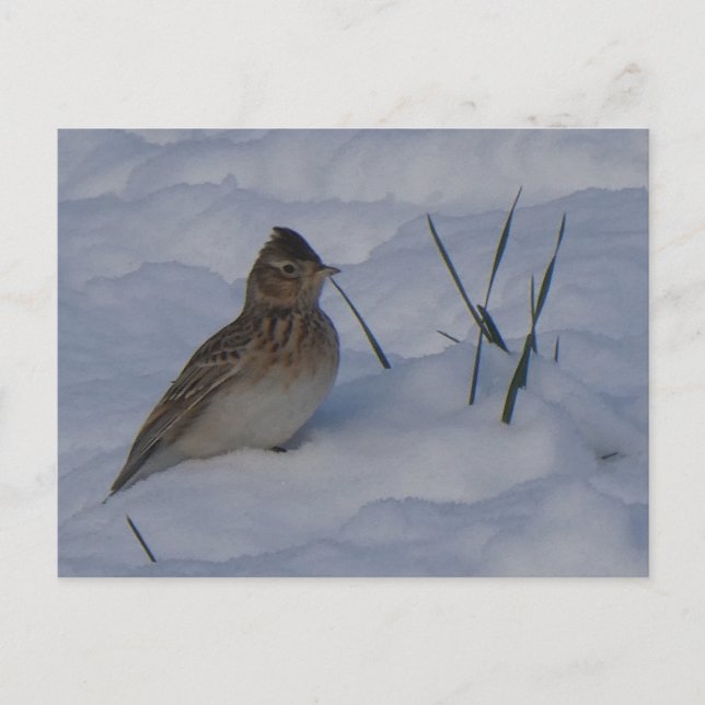 Söt eurasiskt sånglärka-fågel i snö DIY vykort (Framsida)