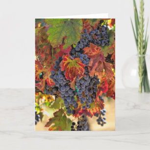 Söt Fall Vineyard Blank Vin Kort