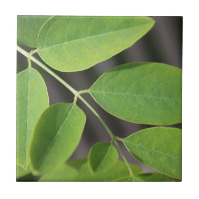 Söt färsk grönt: sommaraska träd löv. kakelplatta (Framsidan)