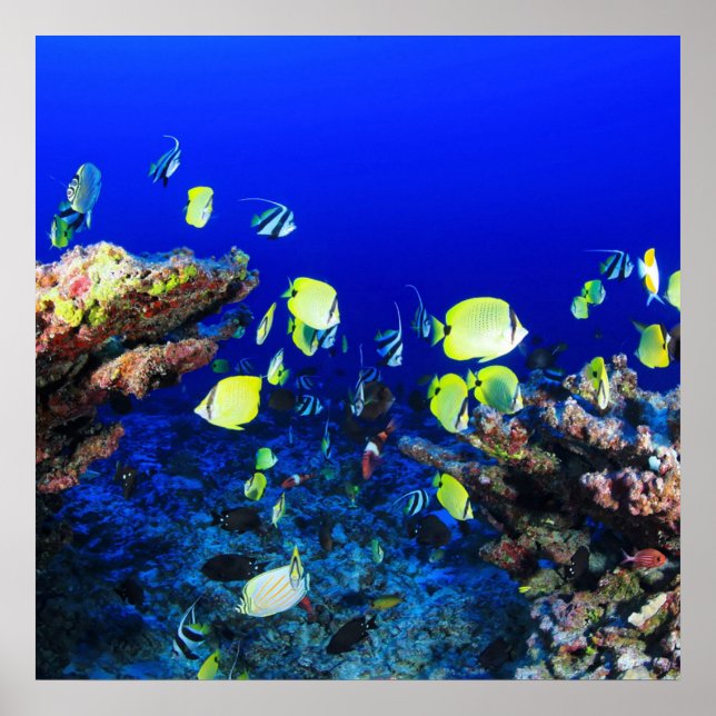 Söt Fisk och korallrev Poster (Framsidan)