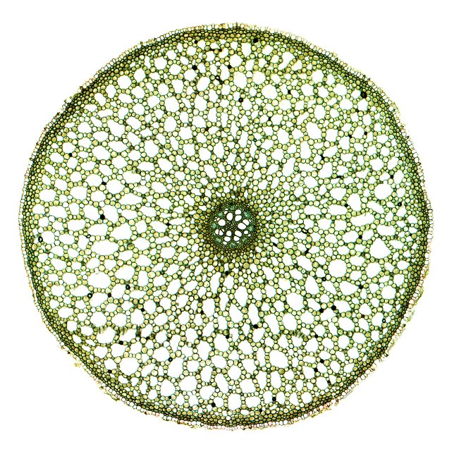 Söt Flagga (Acorus Root) Tygkasse (Skapare uppladdad)