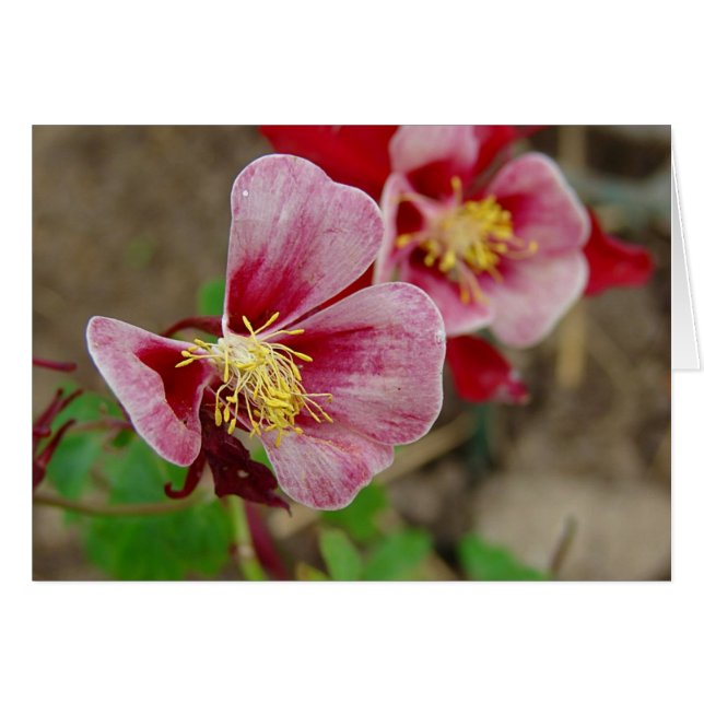 Söt Flower Hälsningskort (Framsidan Horizontal)