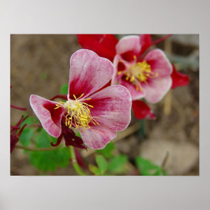 Söt Flower Poster