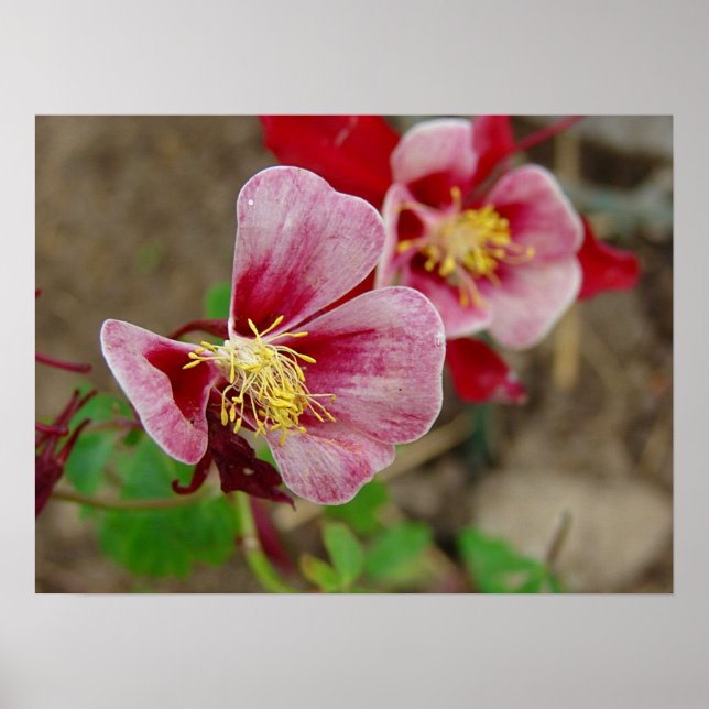 Söt Flower Poster (Framsidan)