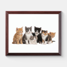 Söt Fluffig Kattunge Grupp Transparent PNG Klister