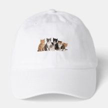 Söt Fluffig Kattunge Grupp Transparent PNG Klister
