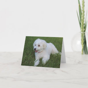 Söt, fluffy white hund på anteckningskort