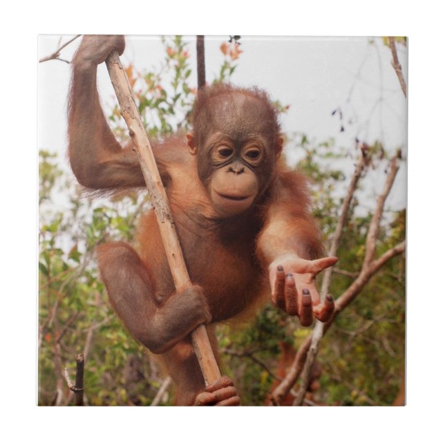 Söt föräldralös Orangutanvälgörenhet Kakelplatta (Framsidan)