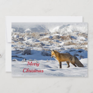 Söt Fox Snö Photo jul - platta Julkort