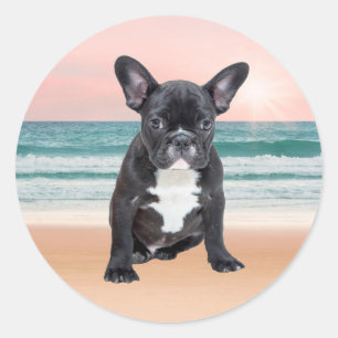 Söt fransk bulldogg strand sol vatten runt klistermärke