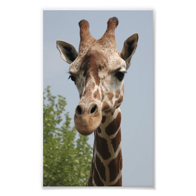 Söt Giraff Fototryck (Framsidan)