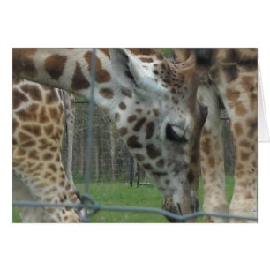 Söt Giraff Hälsningskort