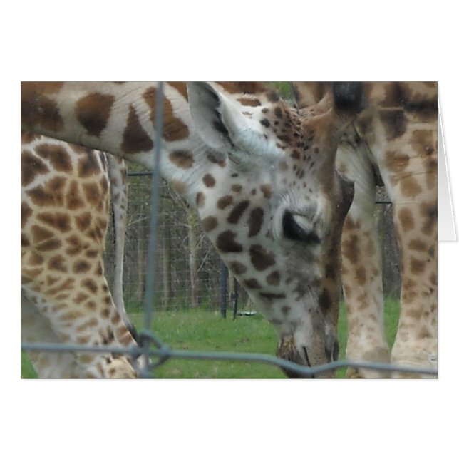 Söt Giraff Hälsningskort (Framsidan Horizontal)