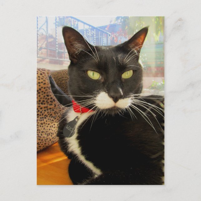 Söt Girl Girl Lucy Vykort (Framsida)