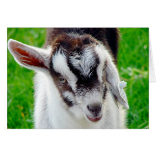 Söt Goat Kid Hälsningskort