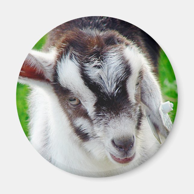 Söt Goat Kid Magnet (Framsidan)