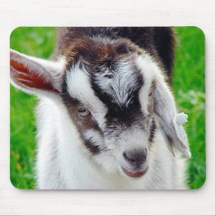 Söt Goat Kid Musmatta