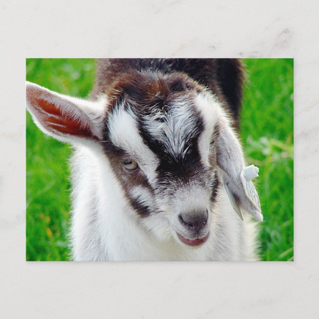 Söt Goat Kid Vykort (Framsida)